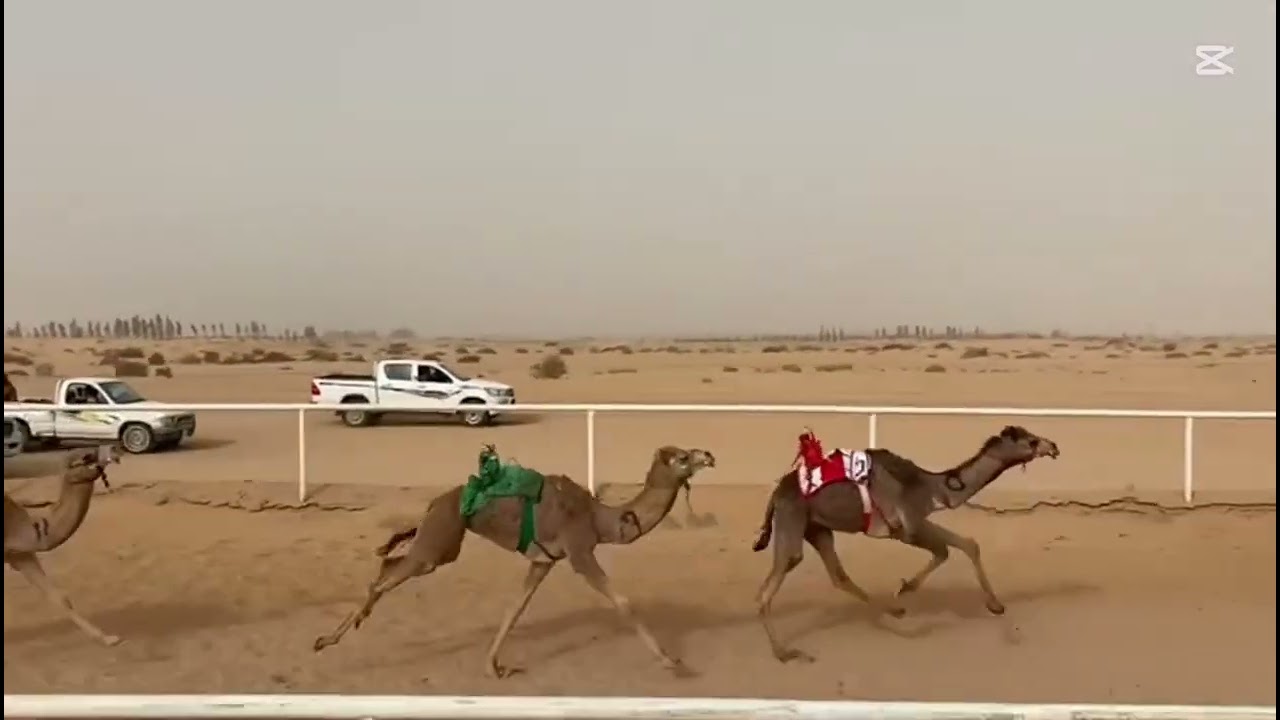الريشا/براهيم السراب الشراري