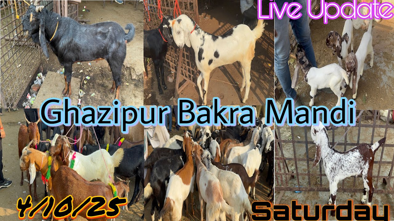 Ghazipur Bakra Mandi Live Update 4/10/2025 DELHI 