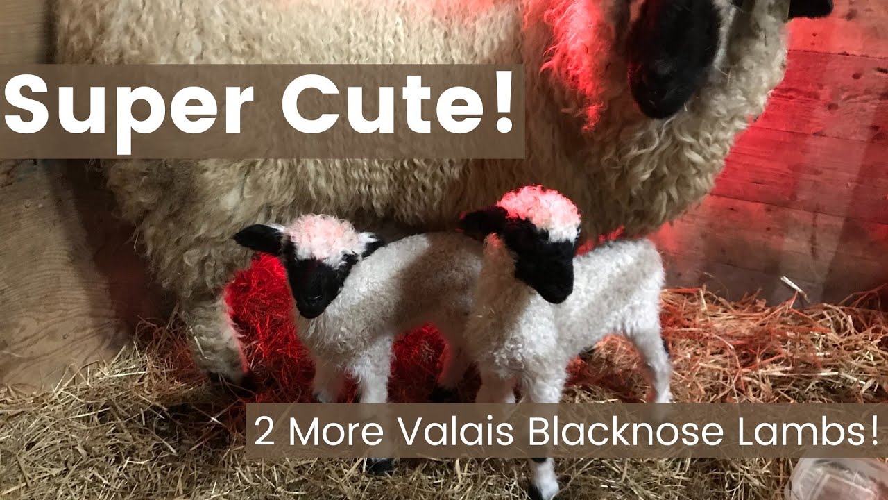 More Valais Blacknose Lambs! Cutest EVER! - Windfold Farm - 072