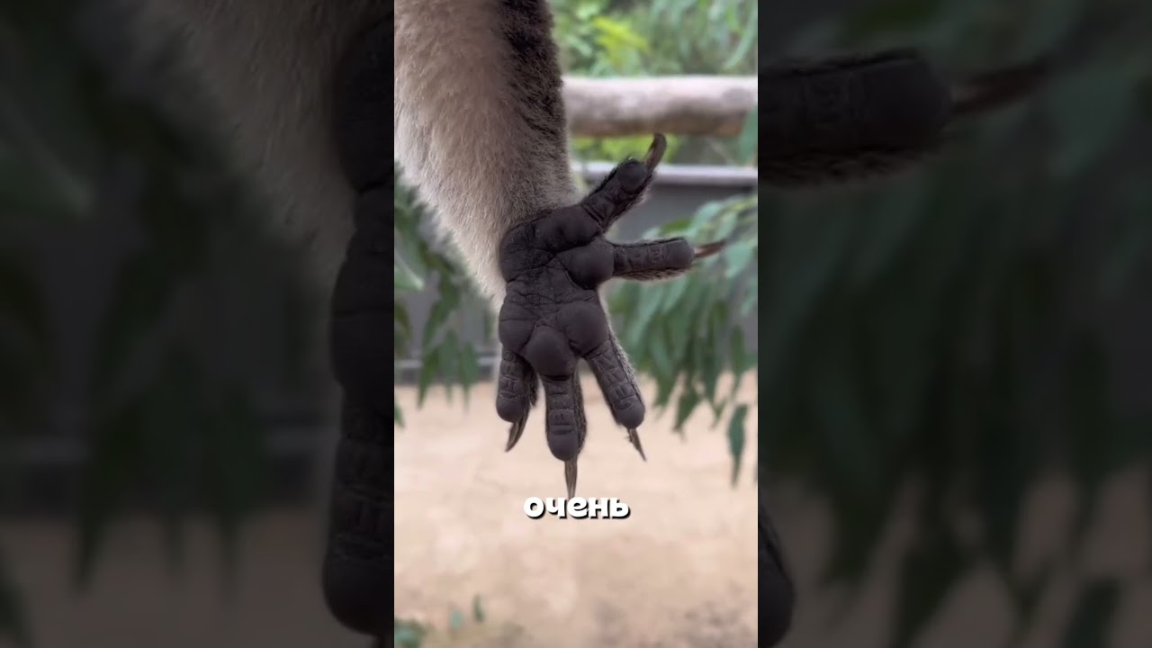 Коала не такой безобидный, как кажется