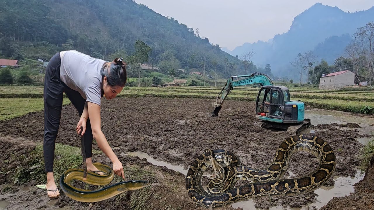 Excavators renovate rice fields, catching earth dragons