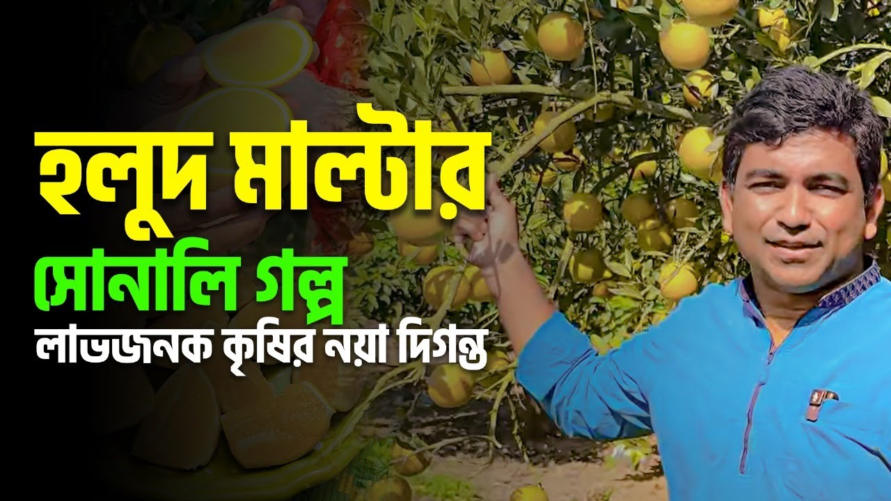 হলুদ মাল্টার সোনালি গল্প – লাভজনক কৃষির নয়া দিগন্ত | Krishi Bioscope |