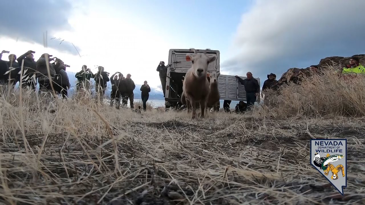 Pyramid Lake Paiute Tribe Historic Bighorn Sheep Release