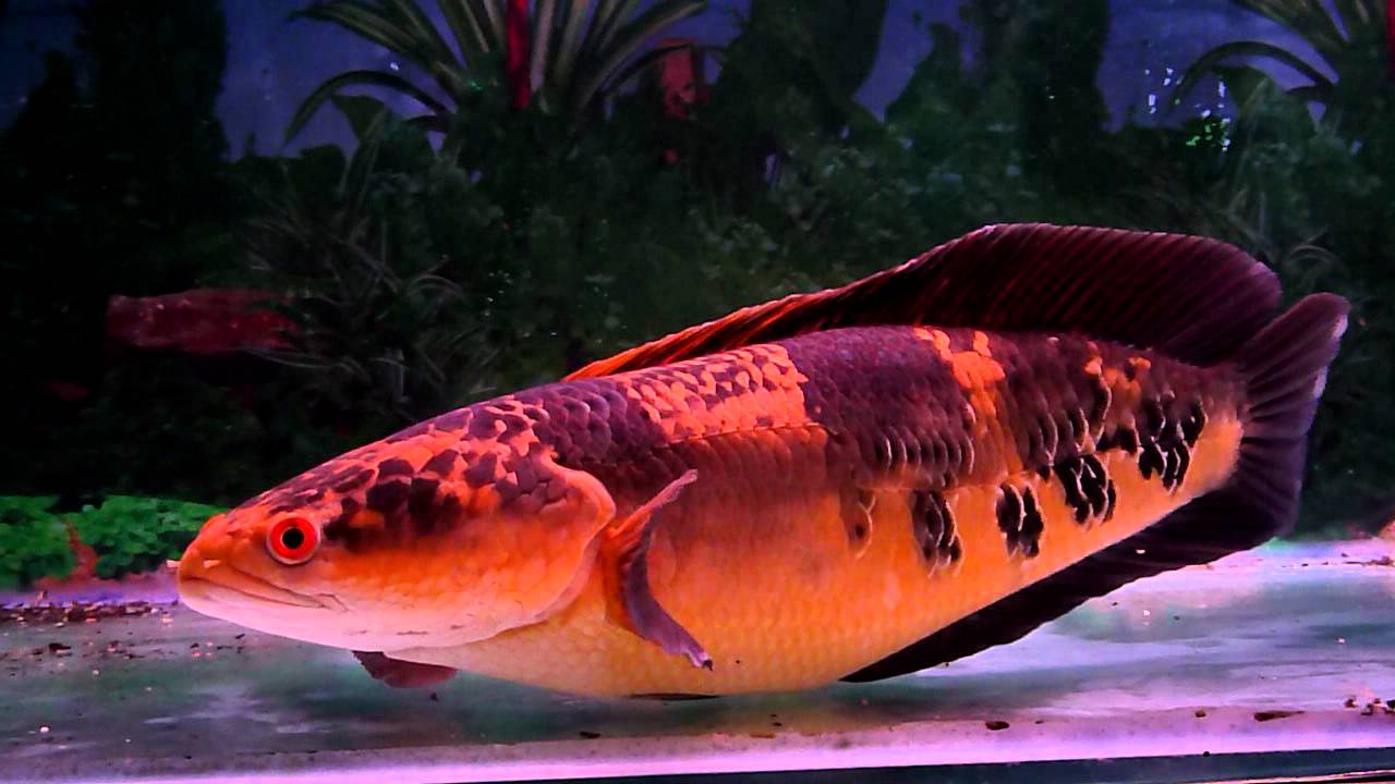 Short Body Toman Bunga (Channa Marulioides)