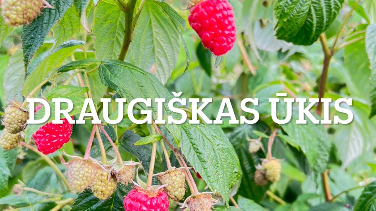 Draugiškas Ūkis   HD 1080p