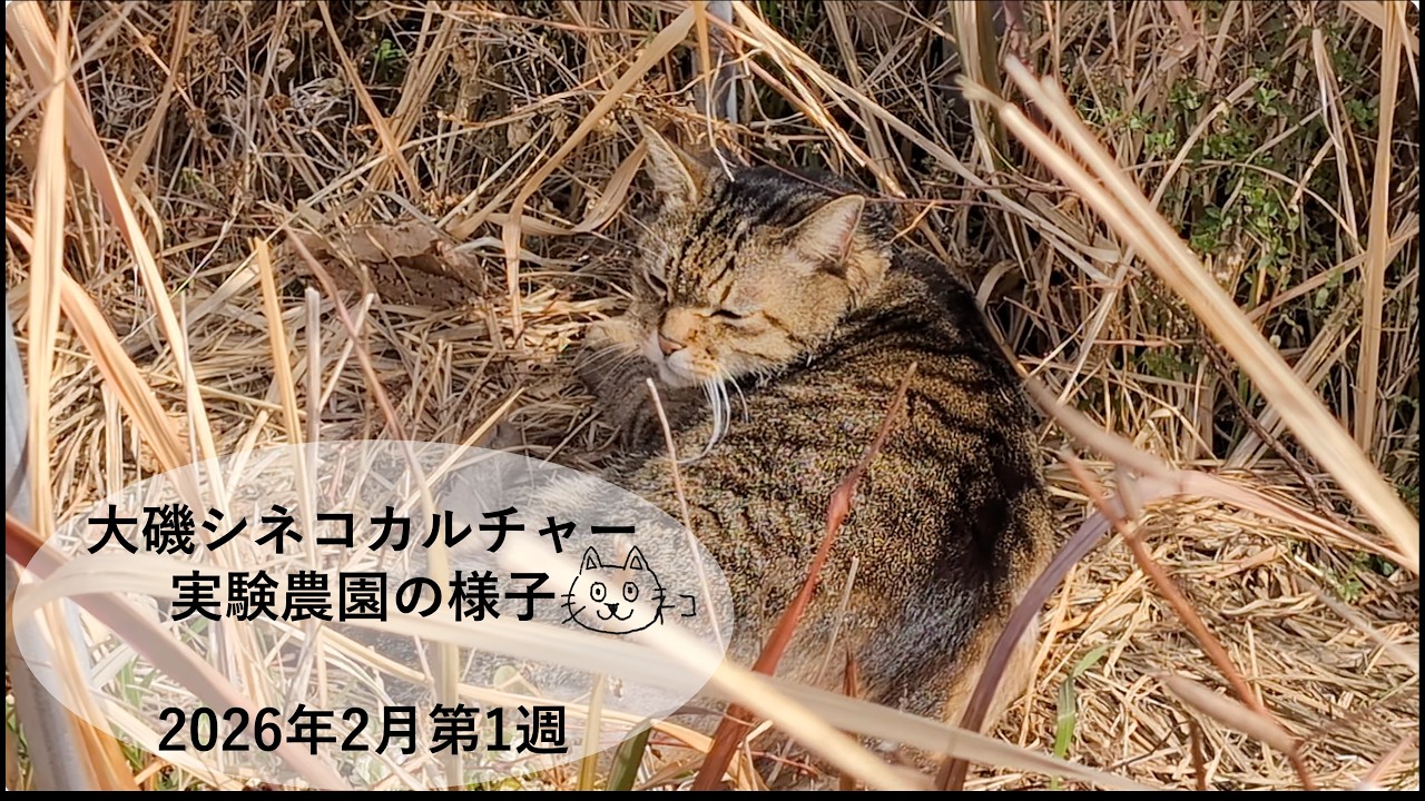 大磯シネコカルチャー実験農園の様子 2026年2月 第1週