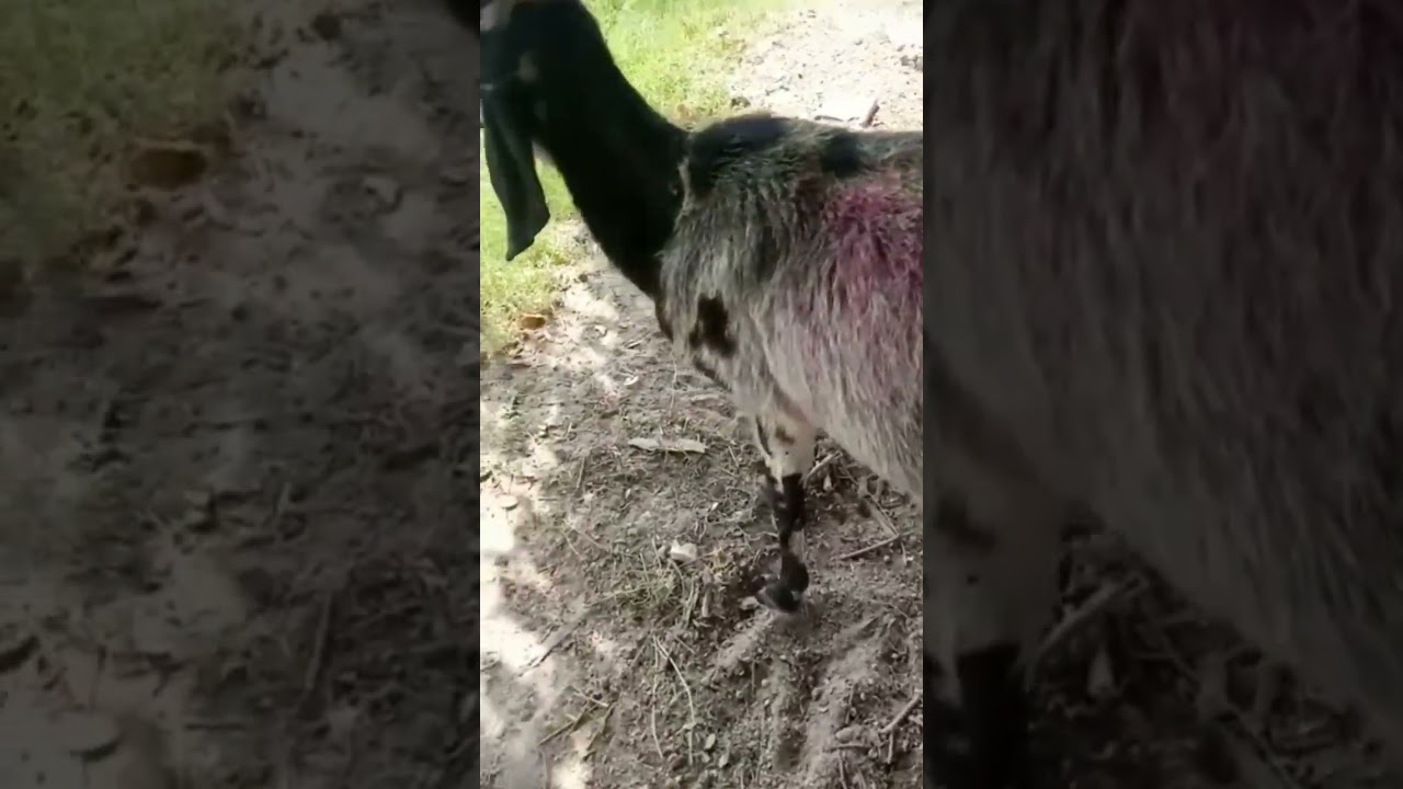 Skin allergy in goat | Goat problems #shorts #animals #goat