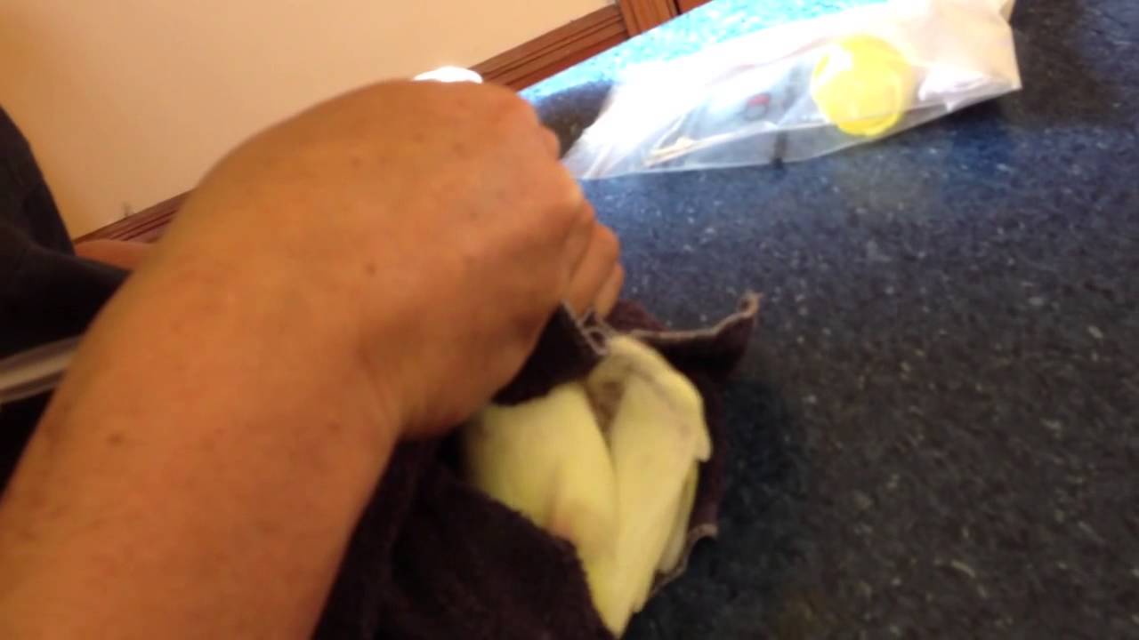 Unsuccessful attempt at crop feeding sick cockatiel