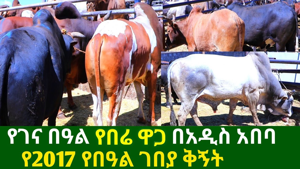የገና በዓል የበሬ ዋጋ በአዲስ አበባ christmas market review | ዋጋ