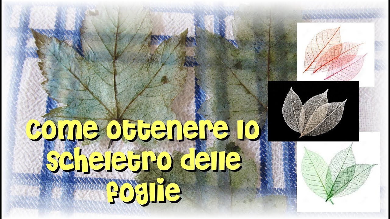 Come ottenere lo scheletro delle foglie #foglie #leaf #skeleton #chemistry