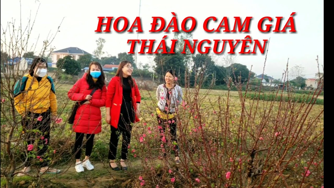 Làng Hoa đào Cam Giá Thành Phố Thái Nguyên ngày giáp tết, quá nhiều đào, toàn đào đẹp. Hoàng Hiền