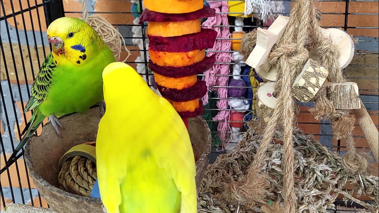 budgie sounds for lonely birds