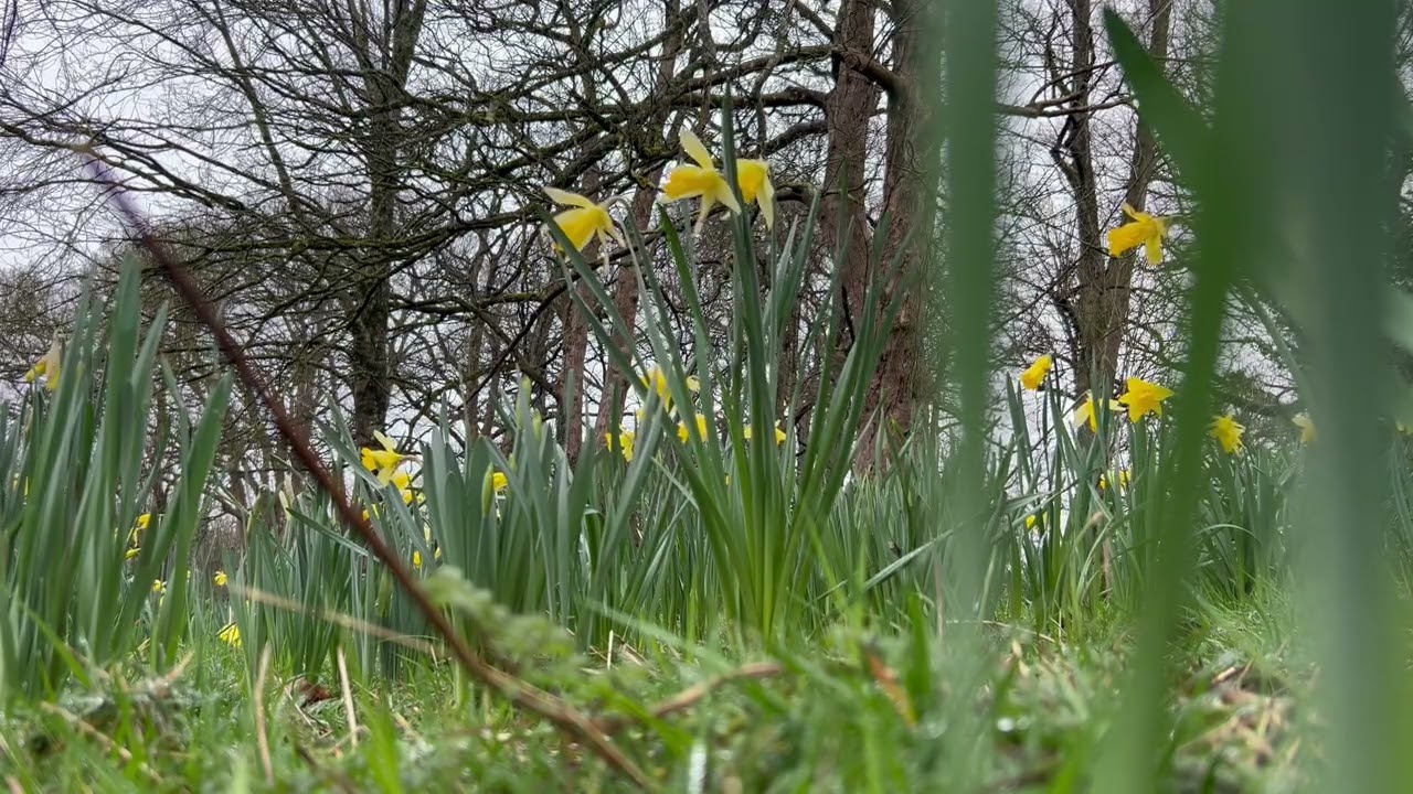 Spring Forest Meditation with Daffodils | 5 Min Guided Relaxation for Stress Relief