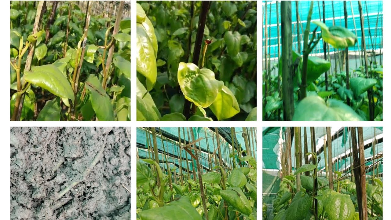 ✅নতুন কুঁড়ি পোড়া বন্ধ✅নতুন পান ফুটবে✅চের ফাংশন ভালো আসবে 7–10 দিনের মধ্যে চোখে পড়ার মতো পরিবর্তন🔥