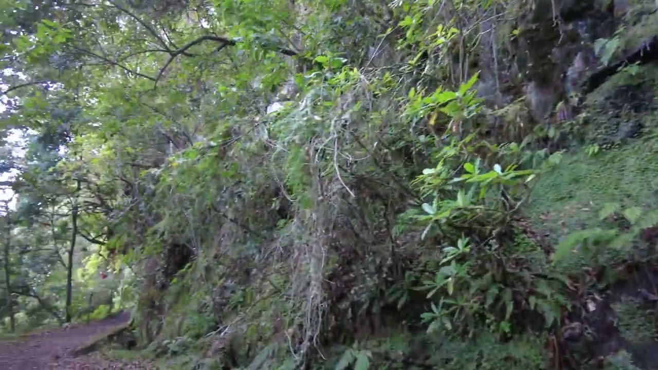 Madeira Levada walk from Ribiero Frio to Portela