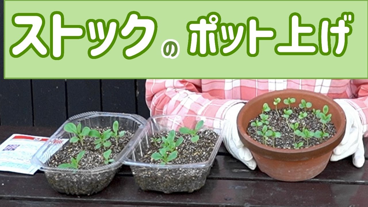ストック キスミーのポット上げ 例年より1ヶ月遅れです
