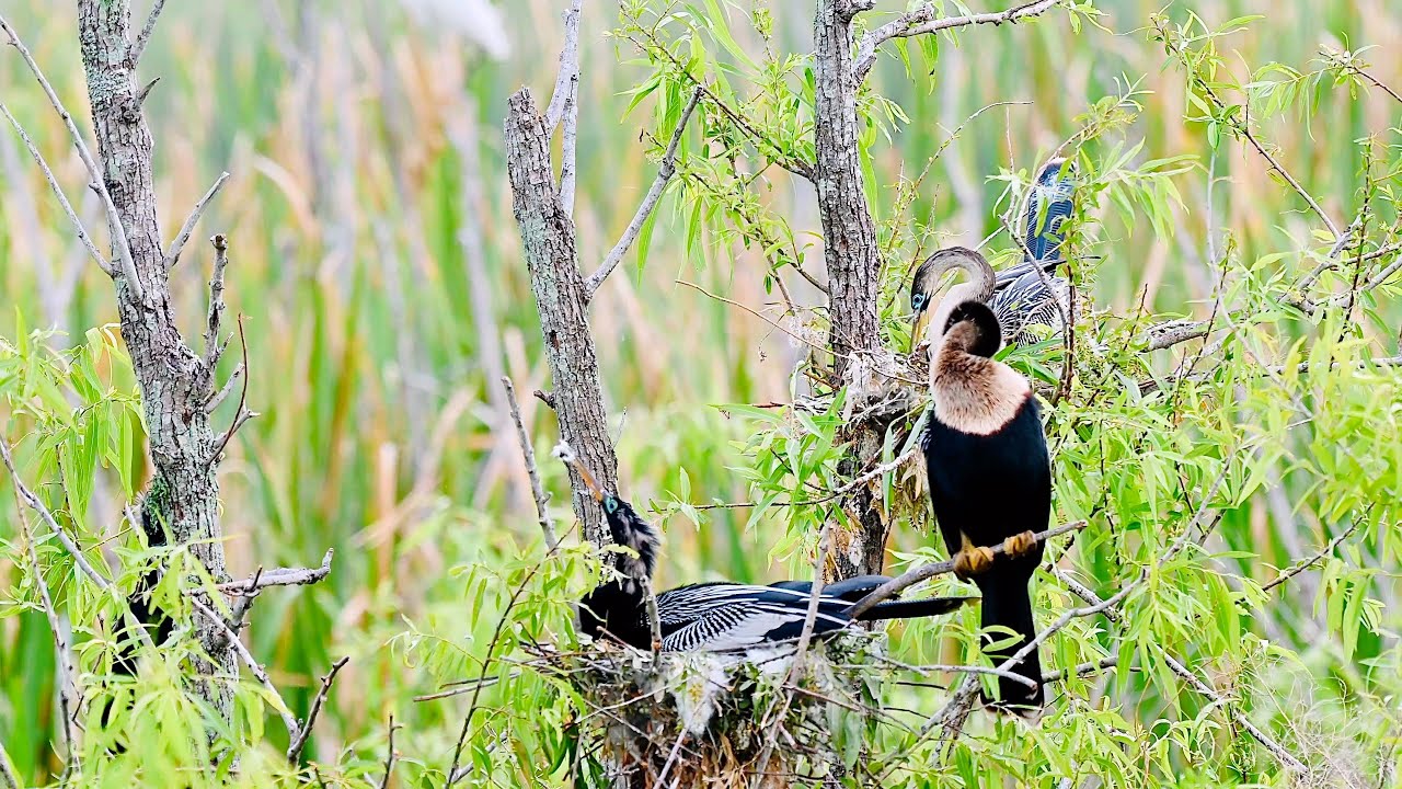 Birding @ Lake Apopka Wildlife Drive, North Shore: a haven for Anhingas and Great blue Heron nesting