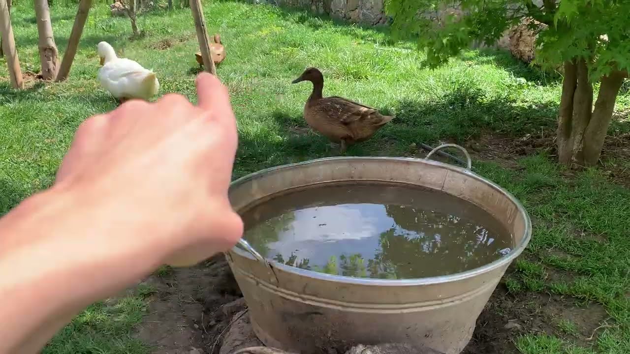 Como Preparar el Corral para Tener PATOS incluso Si Tienes GALLINAS