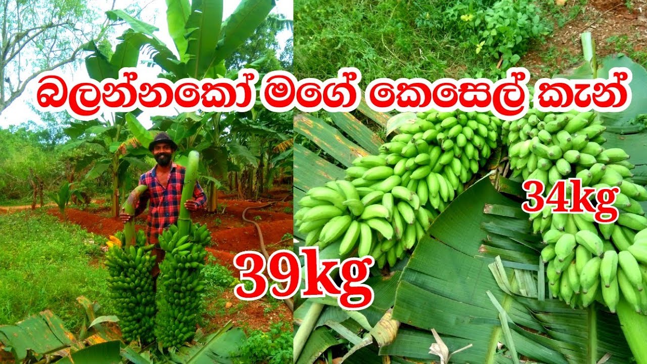 April 27, 2024slfarmers|කෙසෙල් වගාව|banana💪singhala.