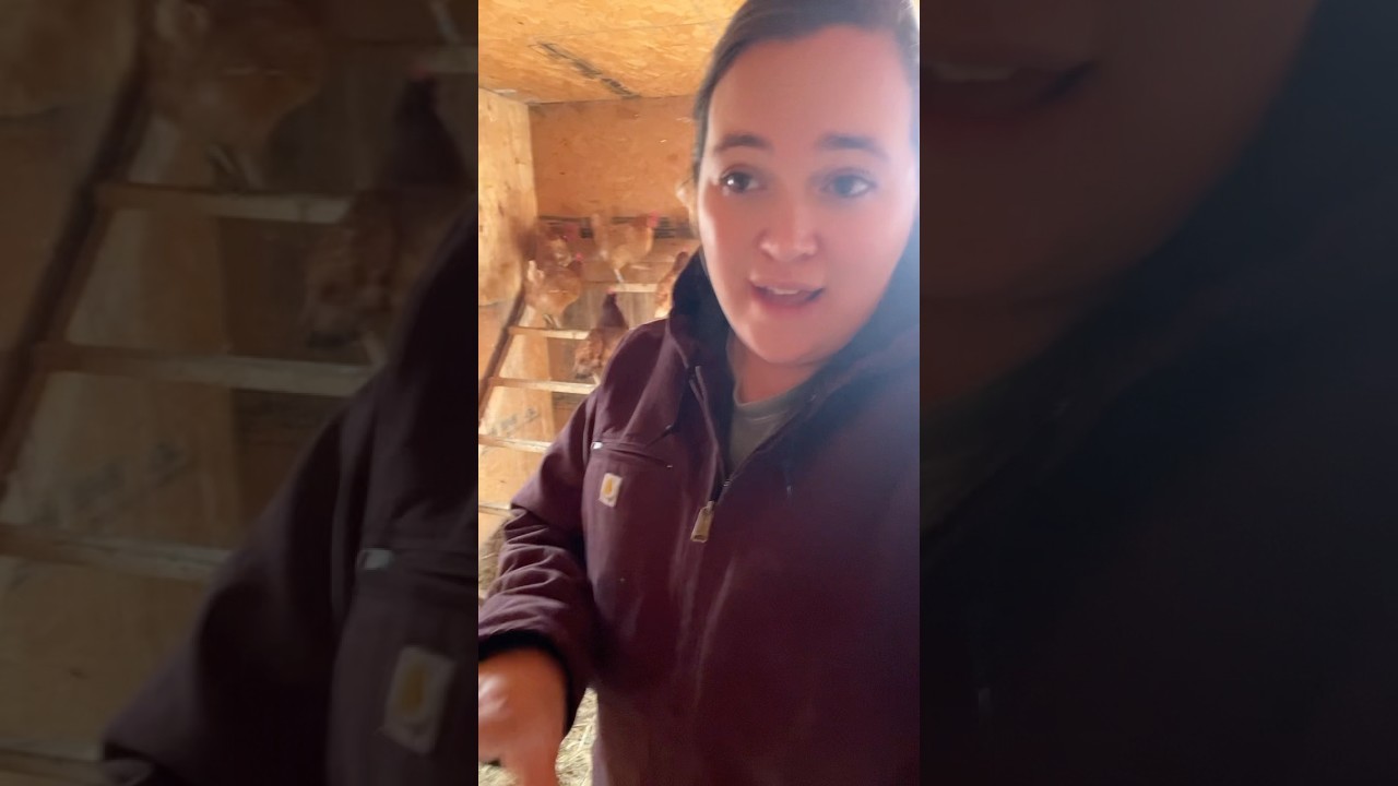 Egg collection and naming broodys! #eggcollection #chickeneggs #eggs #chicken #homestead