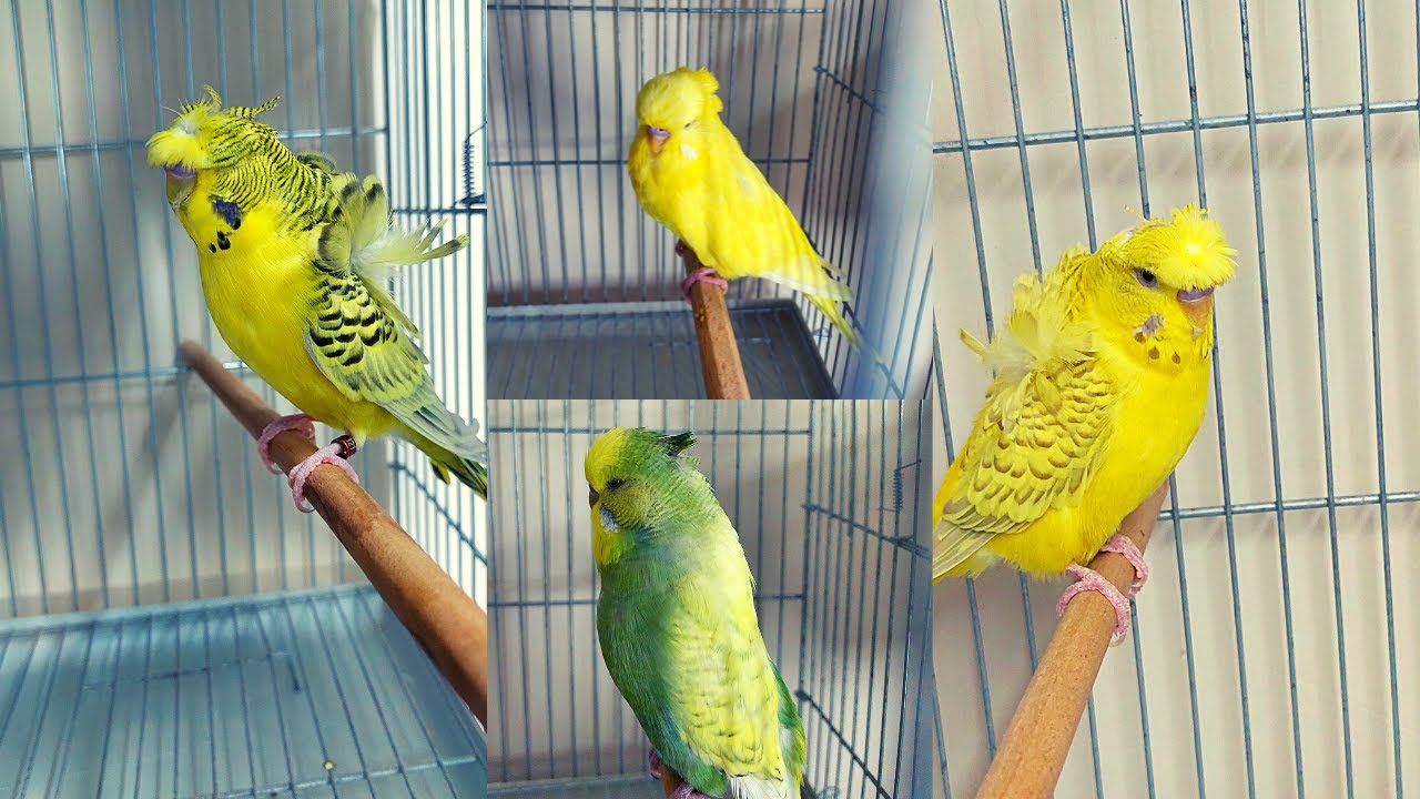 Muhabbet Kuşu Erkekleri Tekleme Yaptık, Muhabbet Kuşu Üretim Sezonu