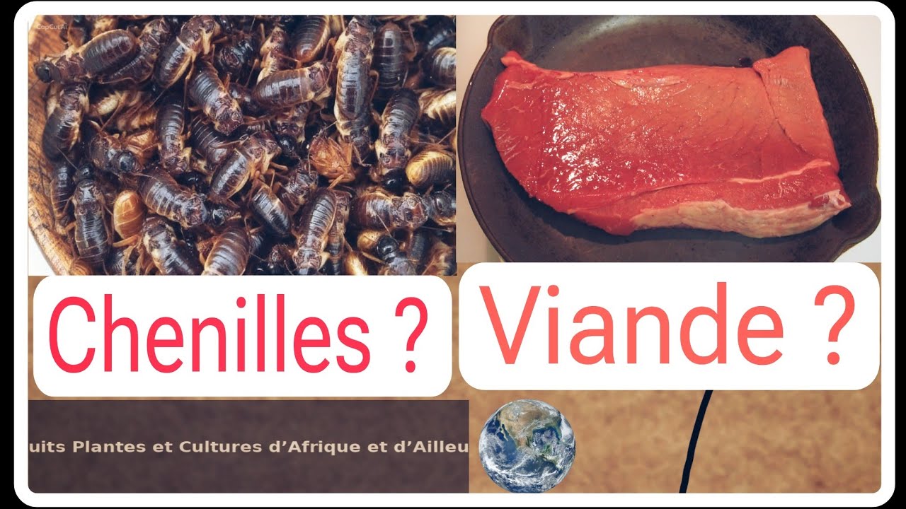   Chenille et Termite : Le Caviar de la Forêt Africaine , aussi chèr que la viande @patijoelle9810  