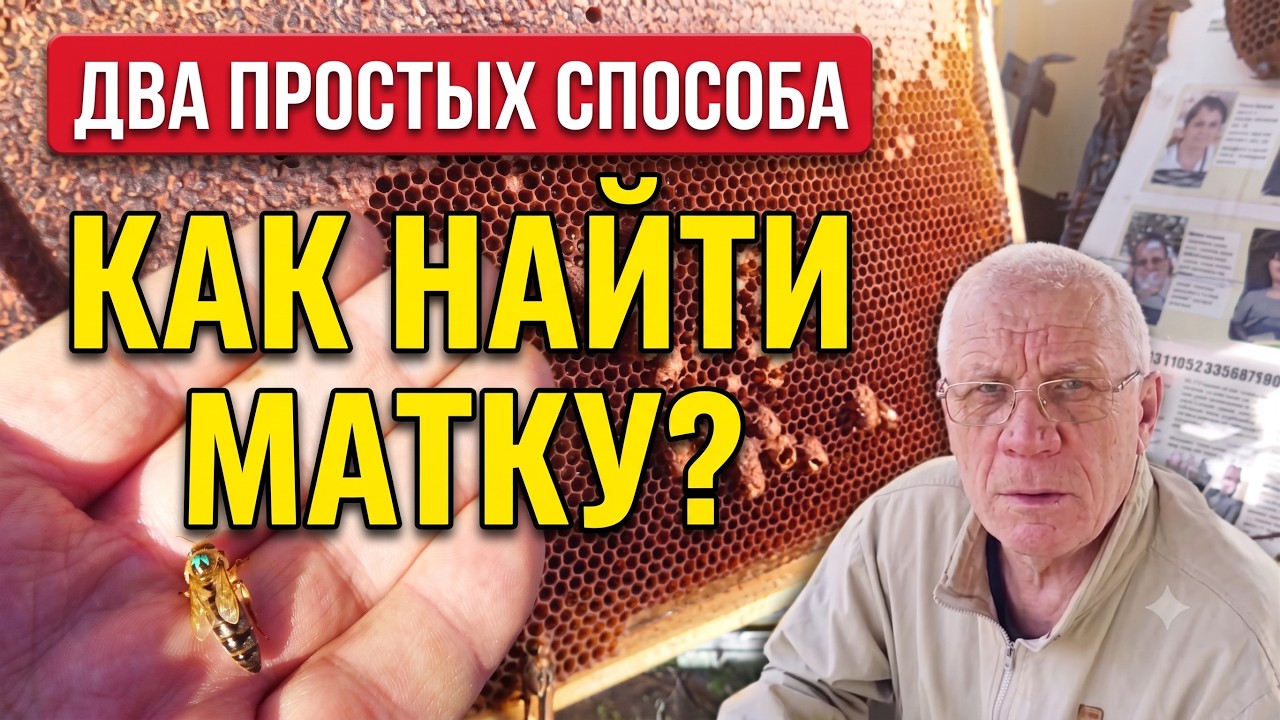 Не могу найти матку. Как НАЙТИ матку в улье? Как узнать, что в улье нет матки?