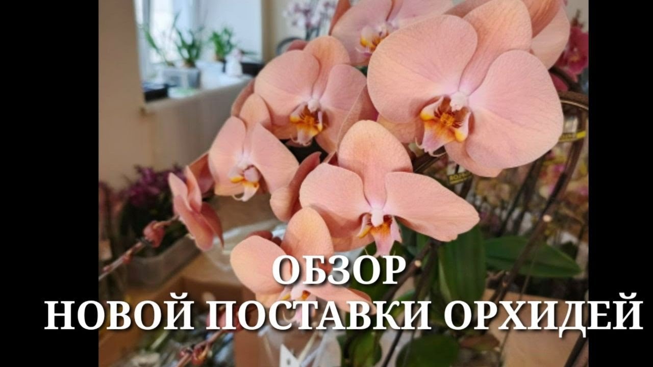 Обзор НОВОЙ ПОСТАВКИ ОРХИДЕЙ / ПроОрхидеи