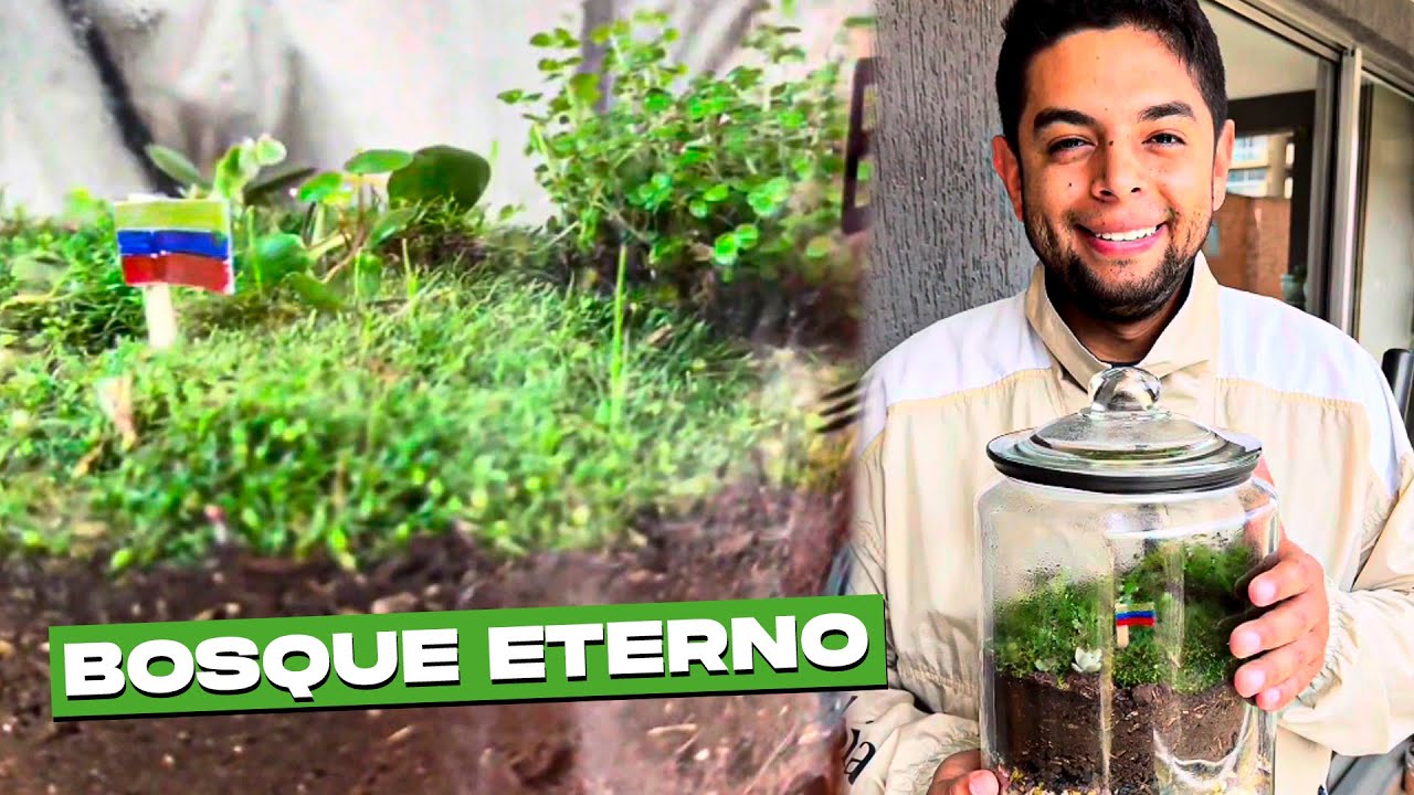 Como Hacer Un Terrario Cerrado O Bosque Eterno 🌳