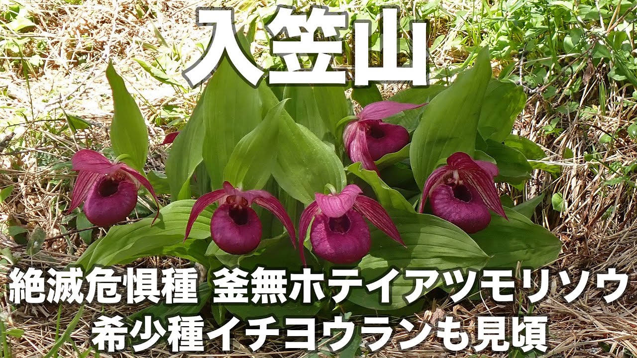 入笠山 2025年5月21日 絶滅危惧種 釜無ホテイアツモリソウ 希少種イチヨウランも見頃