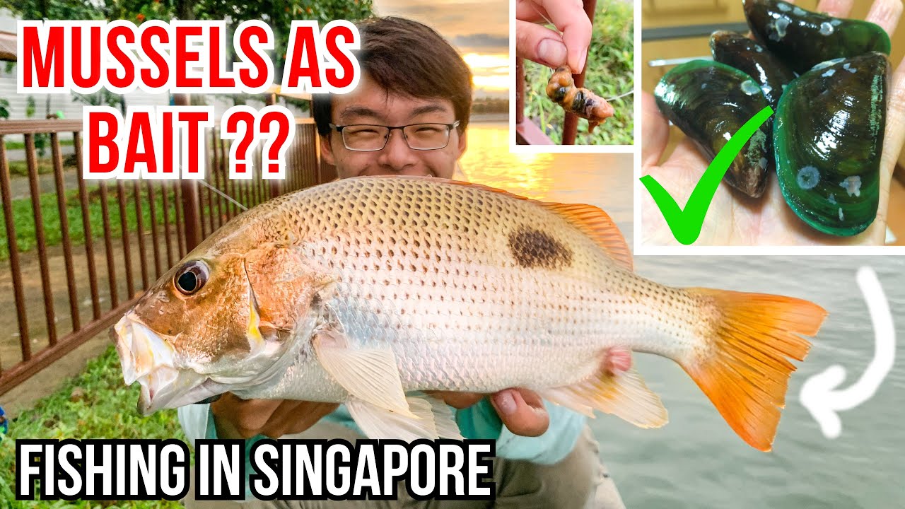 Using Mussels as Bait | Craziest Thing Happened... | Fishing in Singapore