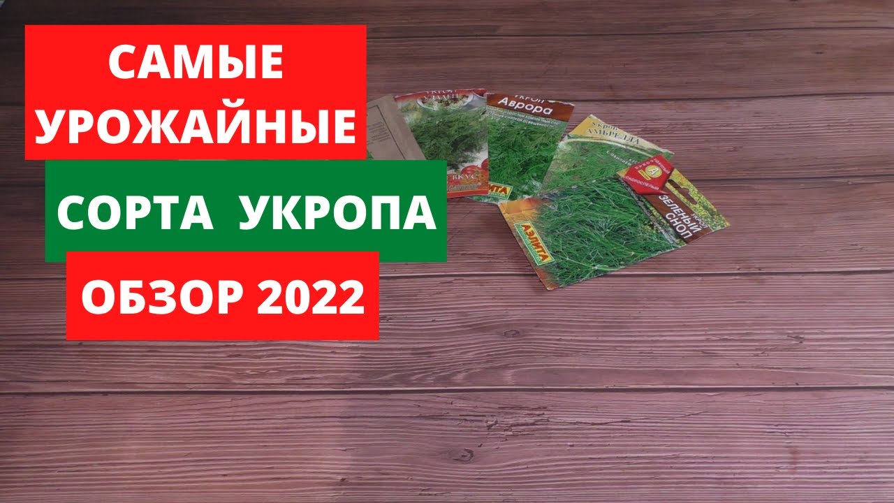 Самые урожайные сорта укропа.Обзор 2022.Проверенные сорта на личном опыте.