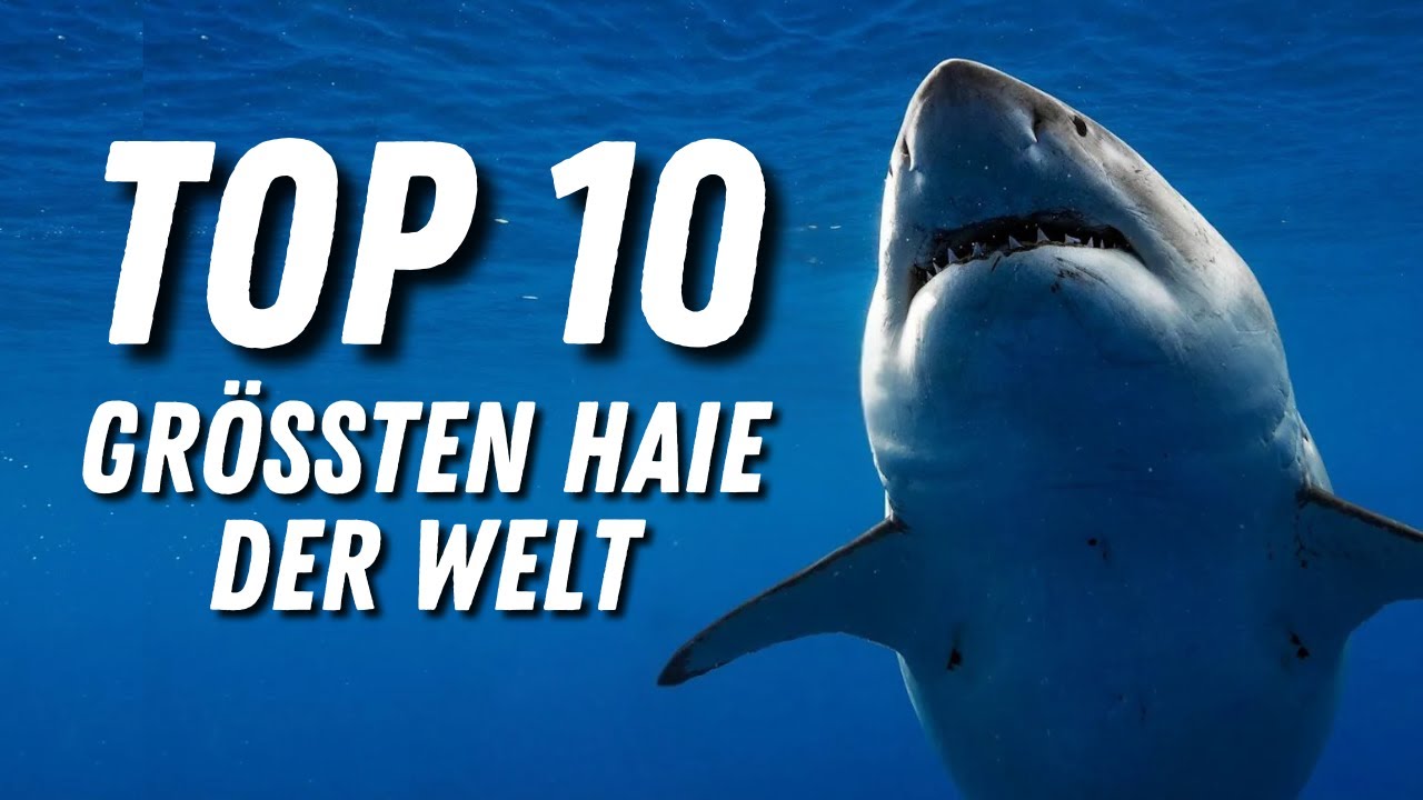 TOP 10 größten Haie der Welt | Rasa'sWelt