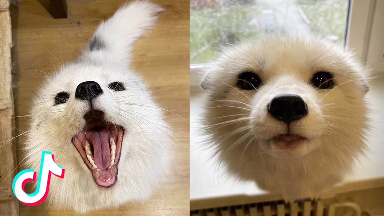 TikTok Foxes Doing Fox Things TikTok Compilation 🦊