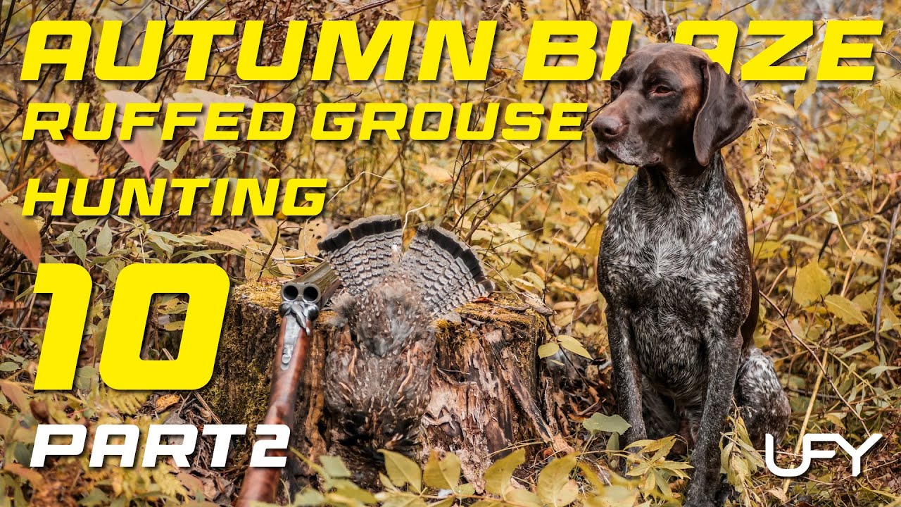 Autumn Blaze Ruffed Grouse Hunting 10 - Part 2 #ruffedgrouse #woodcock