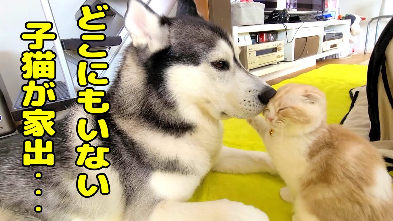 最愛の子猫が家出したと思い必死で探し回るハスキー犬がこちら…