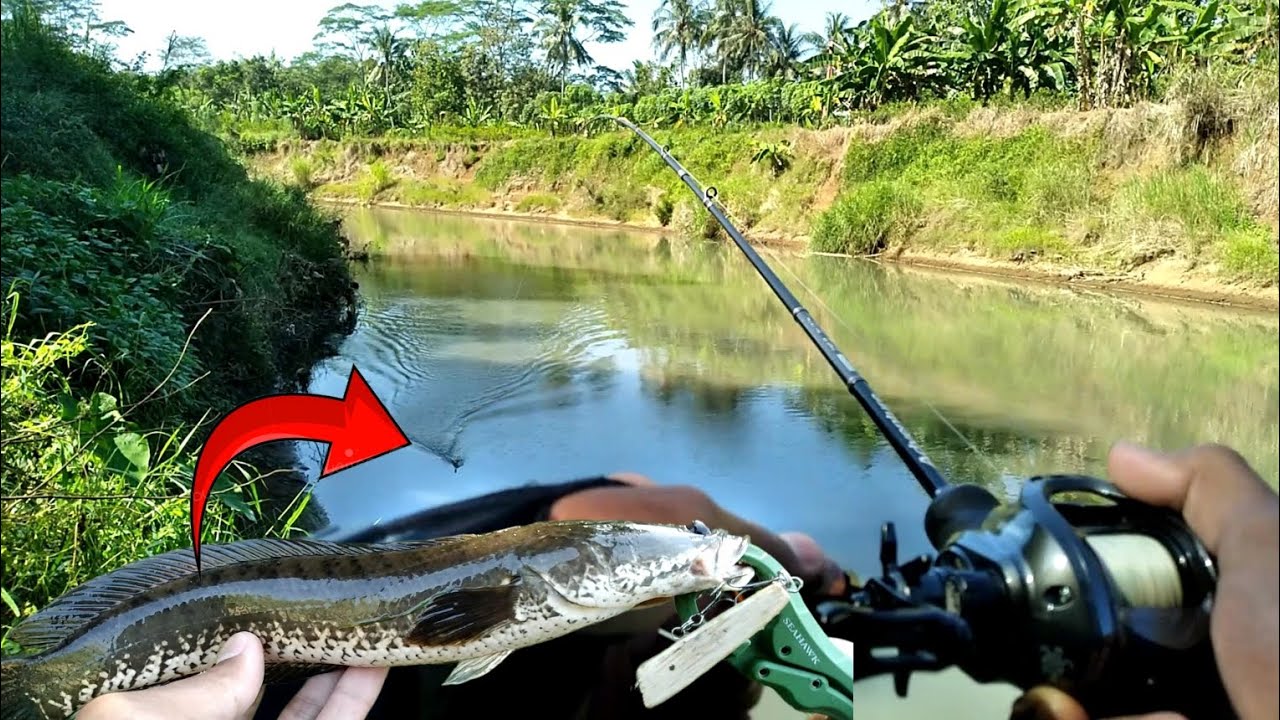 ikan haruan menyambar lure mini popper‼️ mancing casting di sungai | ultralight | baitcasting