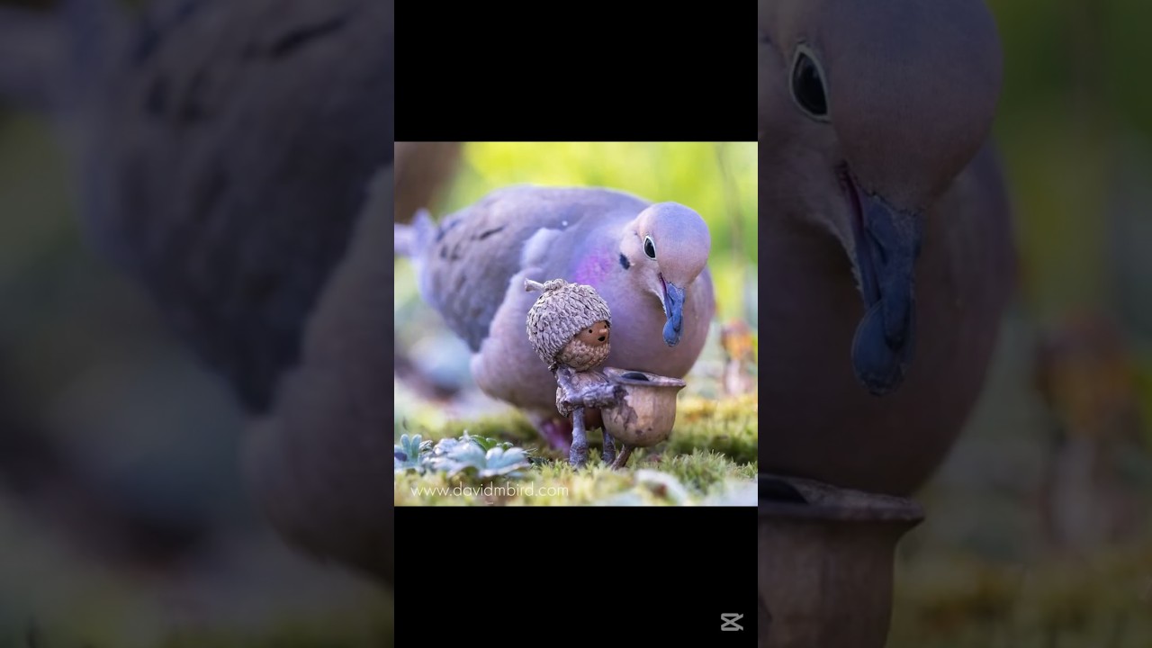 Becorns: Magical Acorn People Meet Wildlife | David M. Bird's Enchanting Art #Becorns #natureart