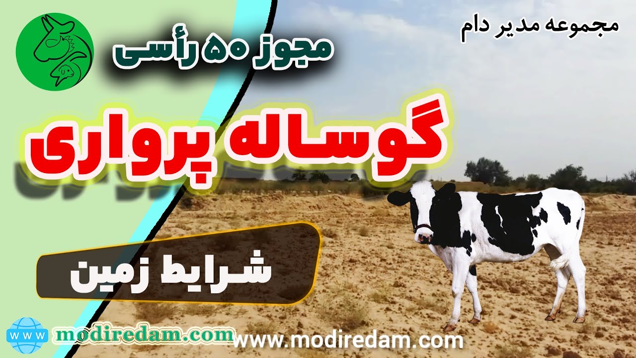 شرایط مناسب احداث زمین دامداری گوساله پرواری