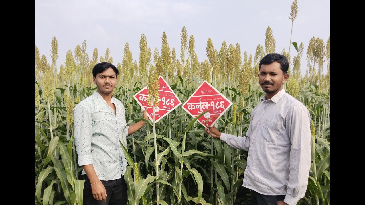 Kurnool Seeds Hybrid Jowar : KSSH-186 #highyielding #hybridsorghum