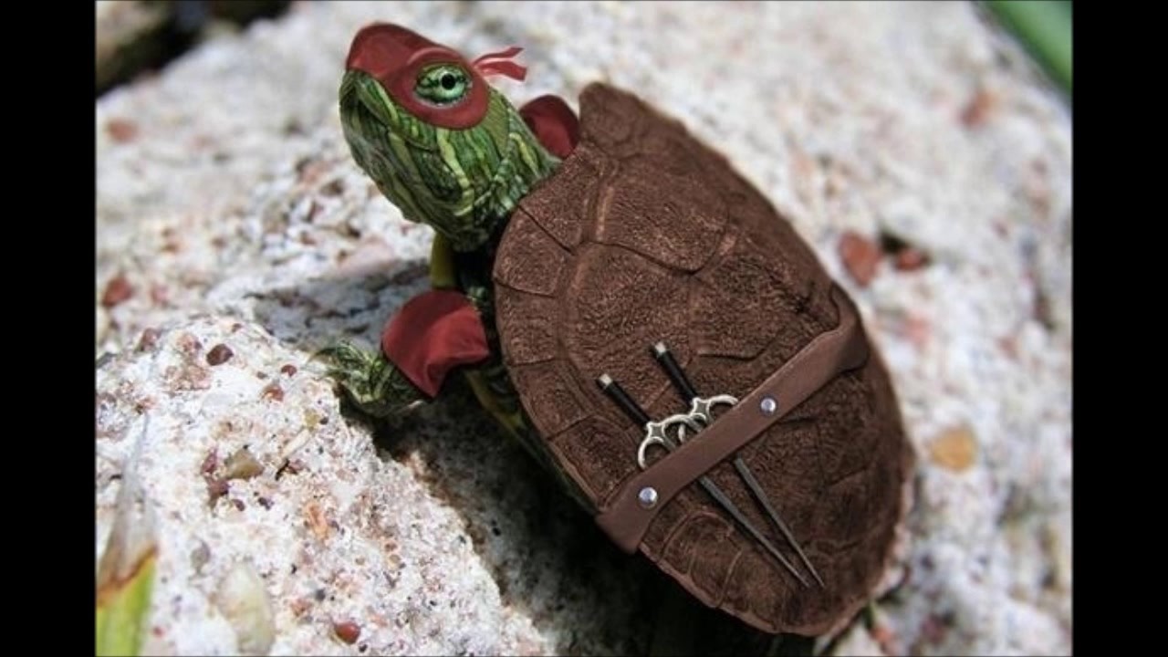 Alcemar que comprar mini faca para sua tartaruga ninja Leonardinho