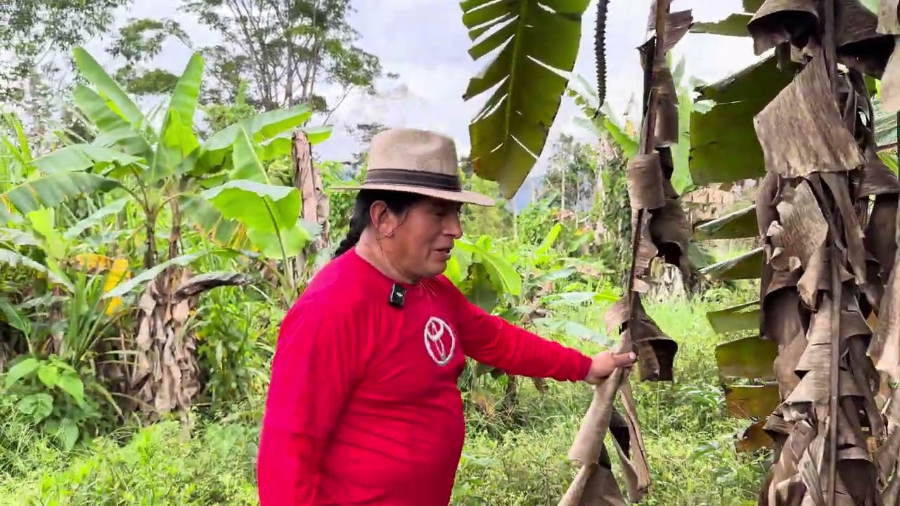 Dia de huerta con mis perros, cosechando platanos frescos