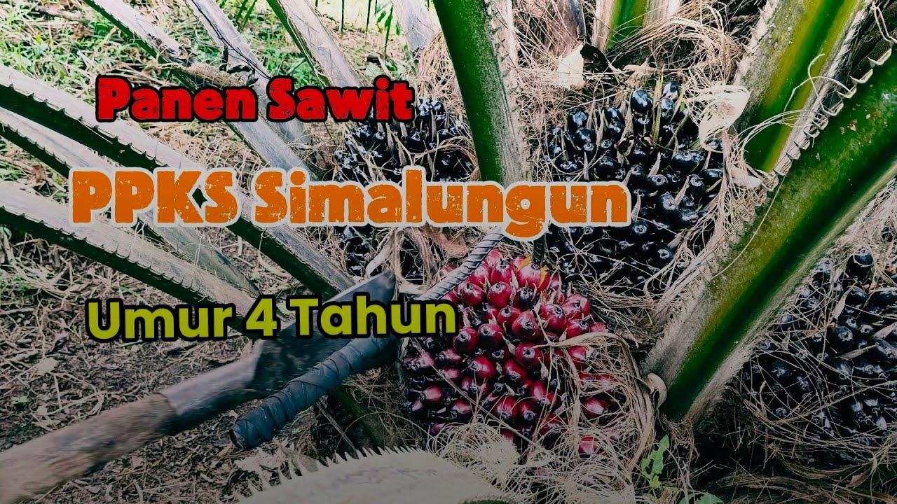 Panen PPKS Simalungun umur 4 tahun, buah padat dan berat