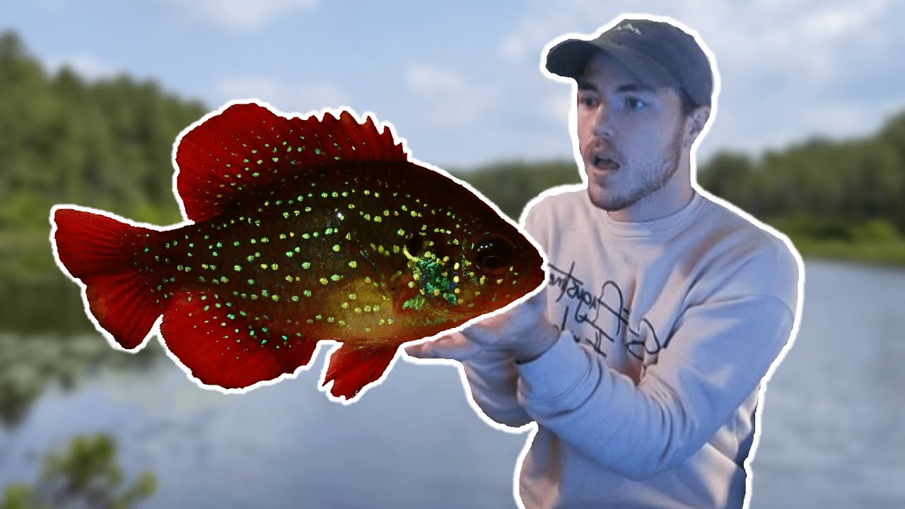 These GORGEOUS fish are hidden deep in the Pine Barrens