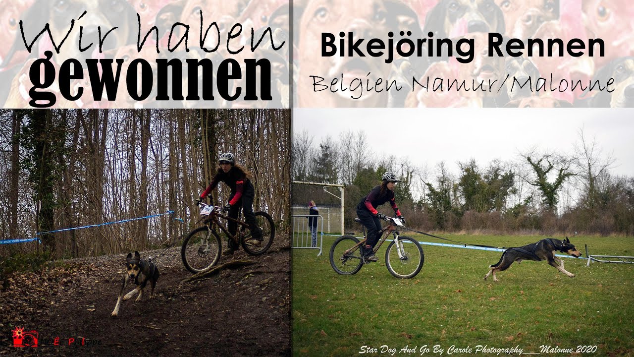 Canicross und Bikejöring Rennen in Belgien - Wir haben gewonnen! | So läuft ein Zughunderennen ab