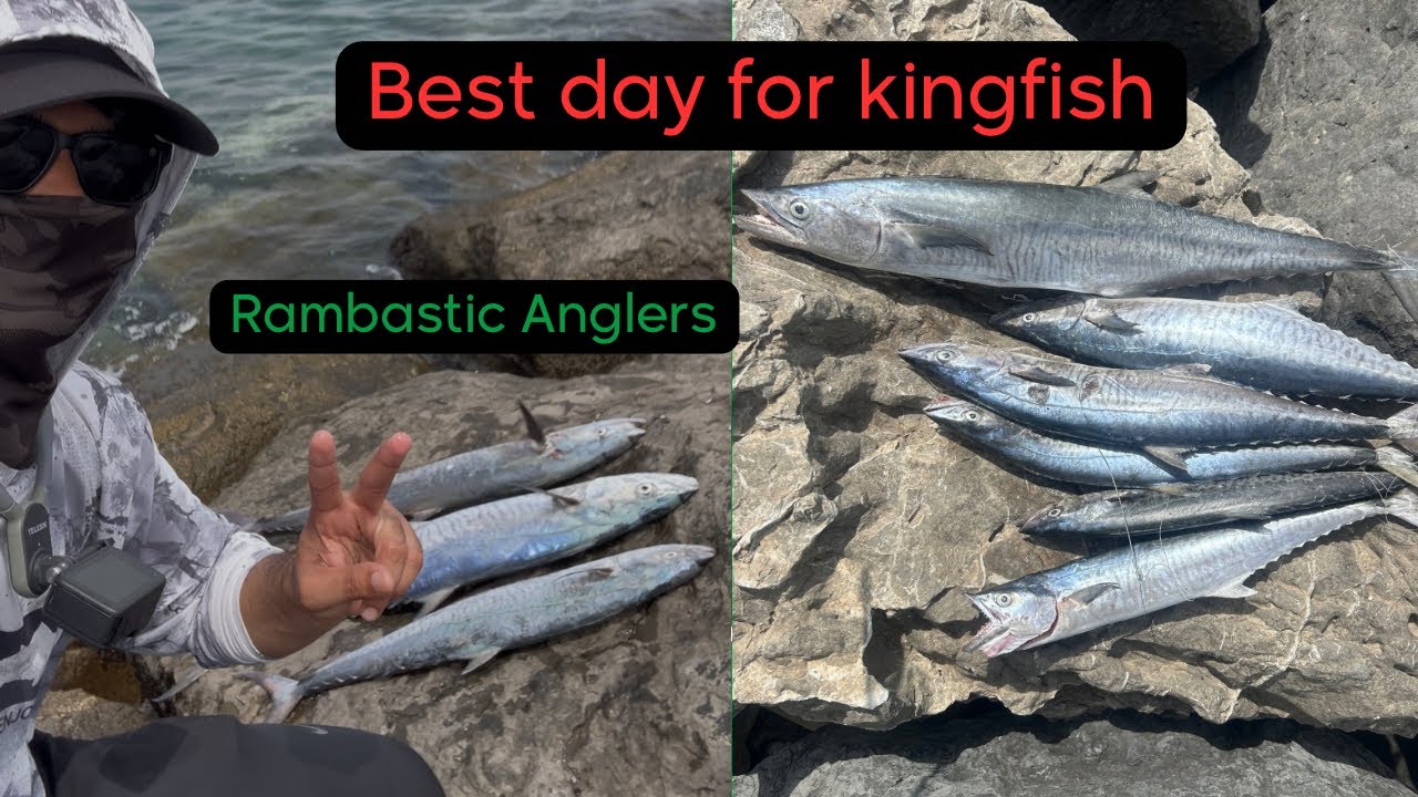 Is this best time to Catch Kingfish? | Fishing Video