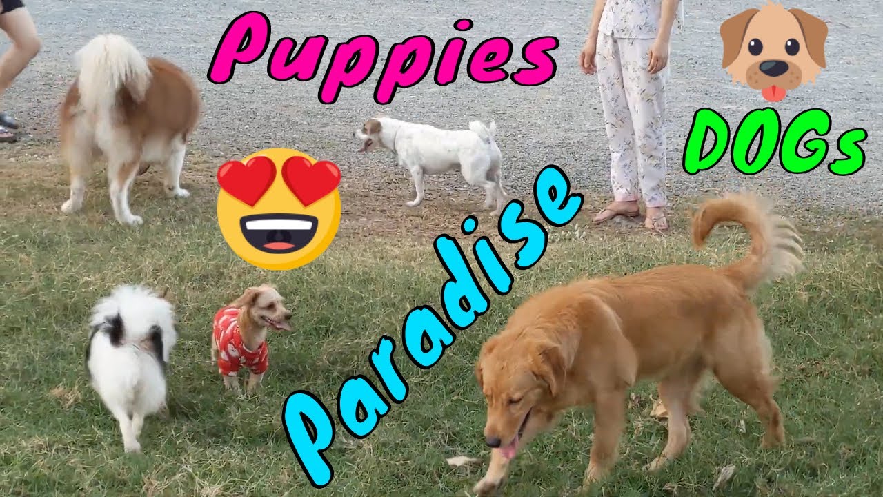 Yeah This Place is Dogs and Puppies's Paradise | Viral Dog Puppy