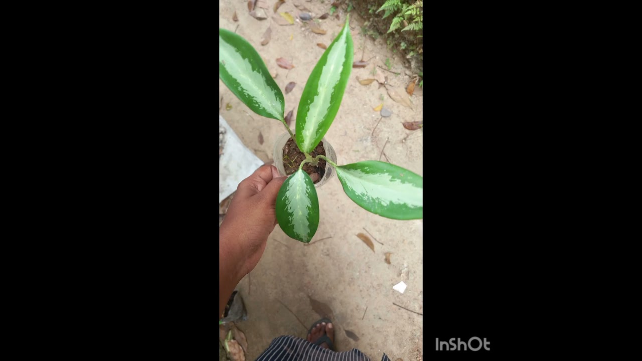Plants for sale, starting @10rs  #watsapp 96336 72294 #online plants #low price #garden #affordable