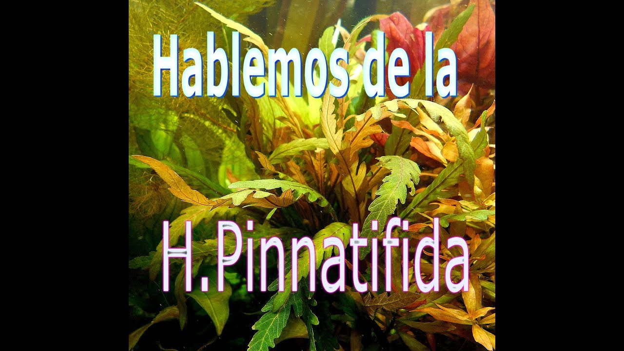 H Pinnatifidia