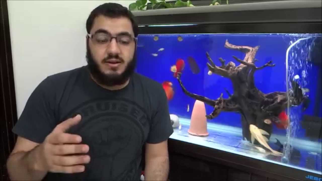 كيف تصنع بنفسك خلطة قلب كغذاء متكامل لاسماك الزينة